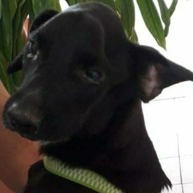 Tubarão